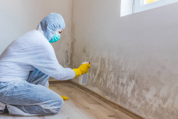 Licensed Mold Inspection And Testing service in Round Rock, TX - Mold Remediation HQ